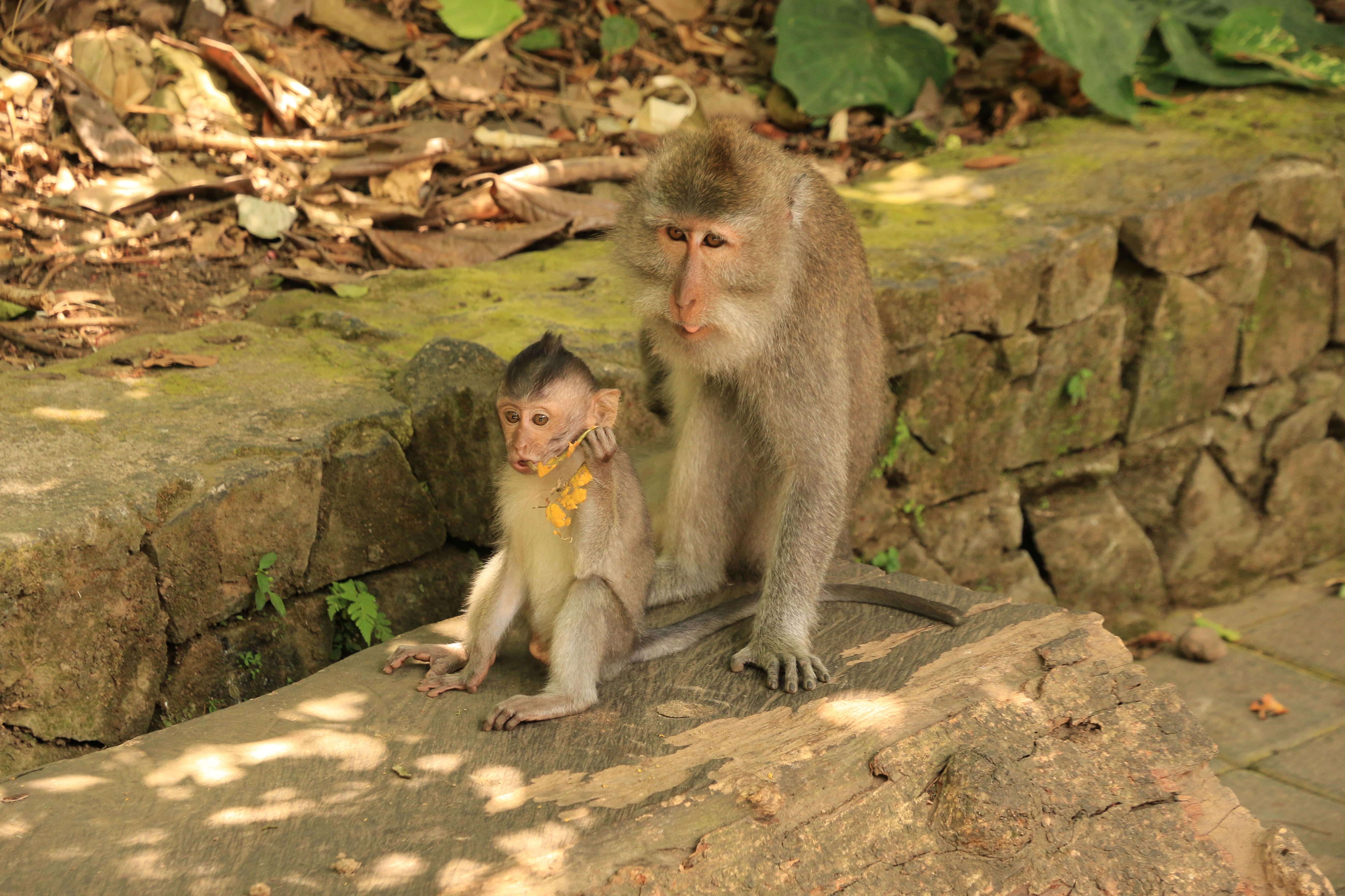 Ubud monkeys